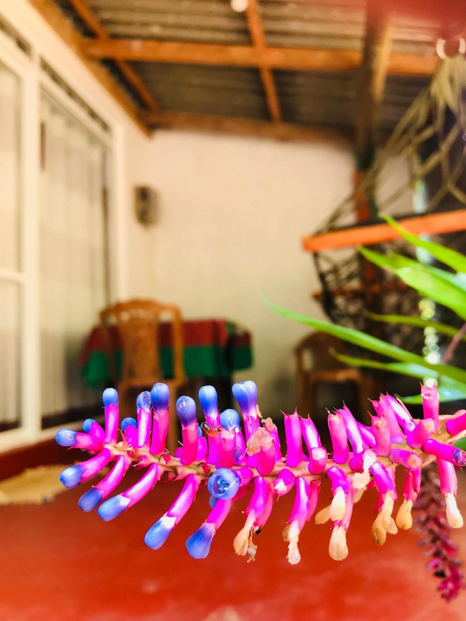Ella Jungle Inn Homestay And Tree House מראה חיצוני תמונה